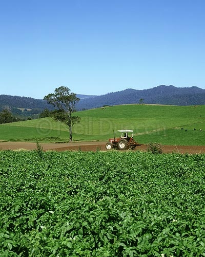 Neil Duncan: Agricultural Portfolio: 6 of 8