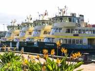 Flowers of the Fleet