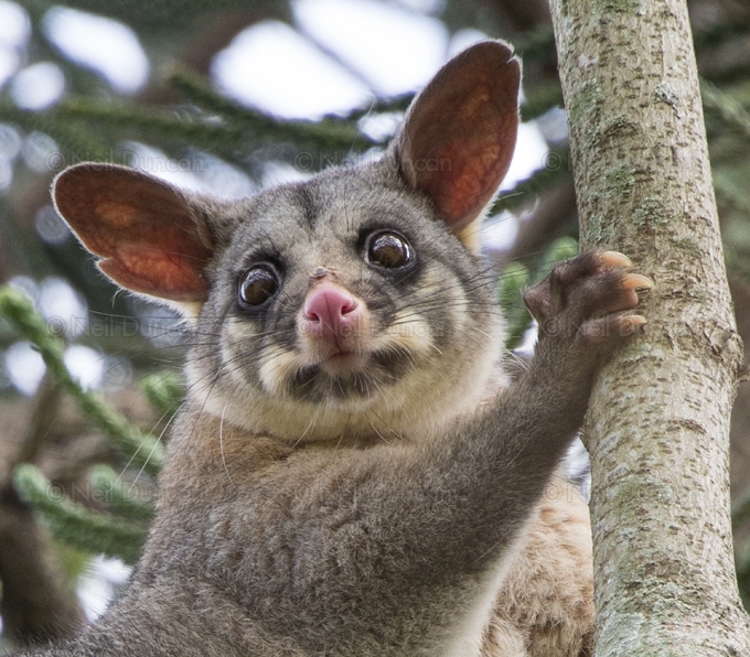 Neil Duncan: Australiana: 2 of 16