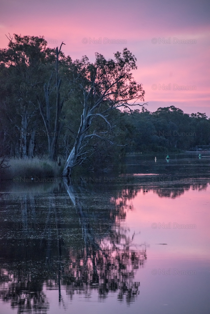 Neil Duncan: Australiana: 5 of 16