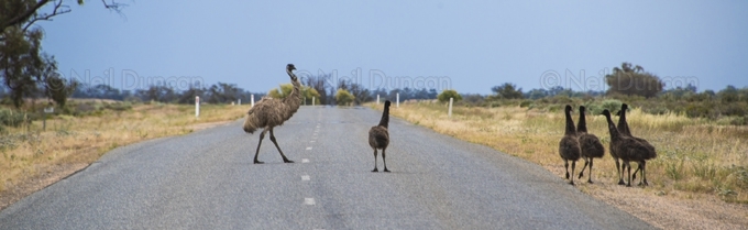Neil Duncan: Australiana: 11 of 16