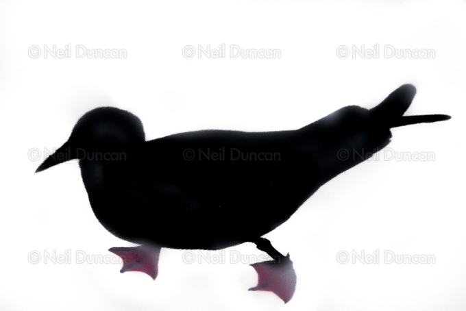 Neil Duncan: Australiana: 16 of 16